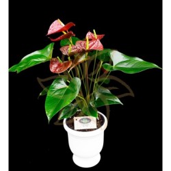 Anthurium