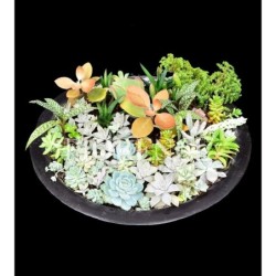 Succulent Garden