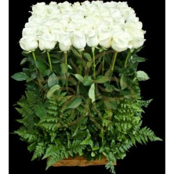 Only White Roses