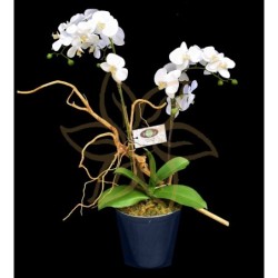 Double Phalaenopsis Orchid ( Allegría )