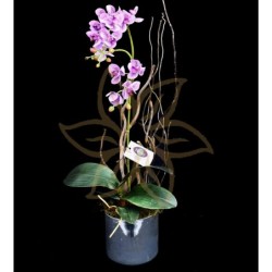 Dorita Phalaenopsis Orchids