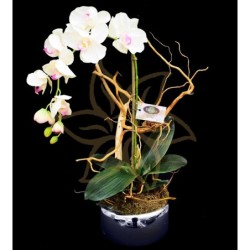 Phalaenopsis Yukimai