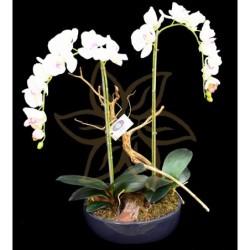 Doble Phalaenopsis Yukimai