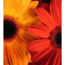 Gerberas (Gerbera jamesonii)