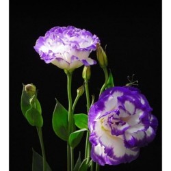 Lisianthus (Eustoma grandiflorum)