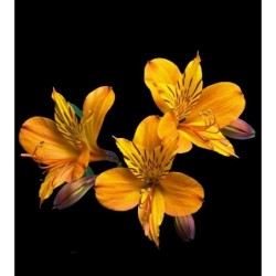 Alstroemerias (Alstroemeria cultivars)