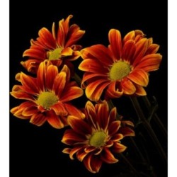 Margaritas (Chrysanthemum morifolium)