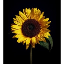 Girasoles (Helianthus)