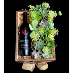 Red of Valle de Guadalupe with Succulents