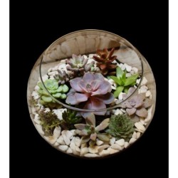 Terrarium