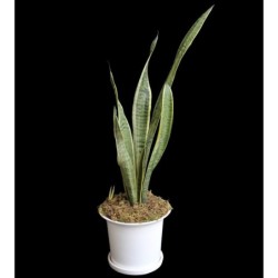 ESPADAS DE SAN MIGUEL - Sansevieria genus