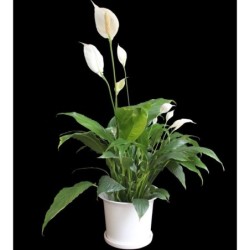 PEACE LILY