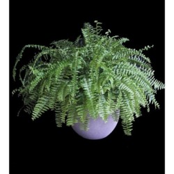 Boston Fern