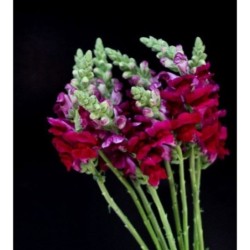 FLORES ¨BOCA DE DRAGON O PERRITOS¨(Antirrhinum)