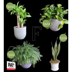 Super Combo, PLANTAS PARA TU CASA