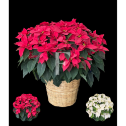 Spectacular Poinsettia Plants