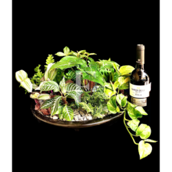 Terrarium and Red Wine Rioja