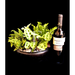 Terrarium and Red Wine