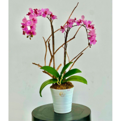 Artificial Double Purple Orchid on Beautiful White Ceramic Base