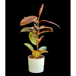 Elastic Ficus