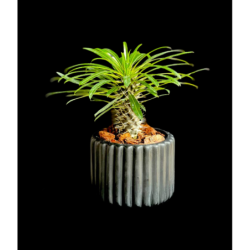 Pachypodium en maceta negra