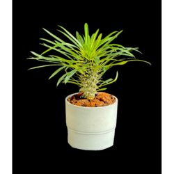 Pachypodium en maceta gris