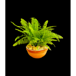 Boston small fern