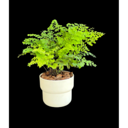 Adiantum fern