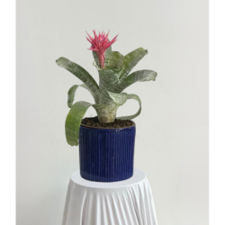 Bromelia en maceta