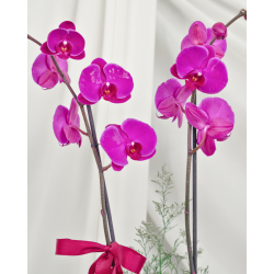 Phalaenopsis doble