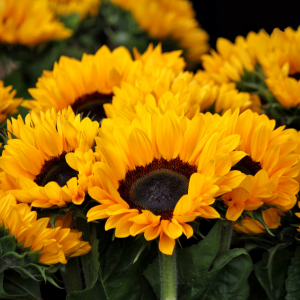 YELLOW FLOWERS